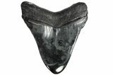 Fossil Megalodon Tooth - Georgia #151508-2